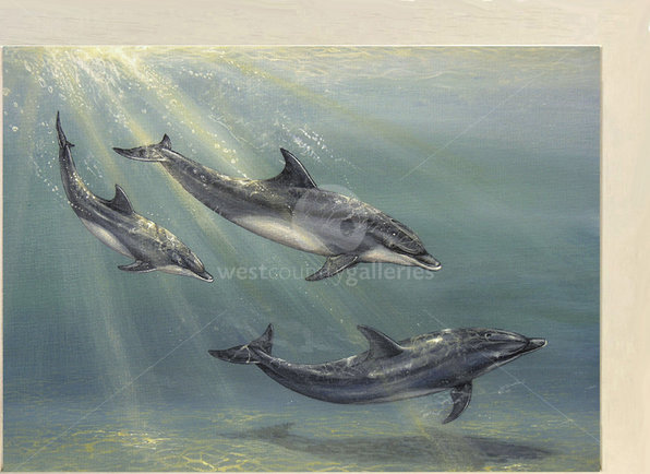 Image of Dolphin Family - Bottle-nose Dolphins, Welcome Vistors, Cornwall 